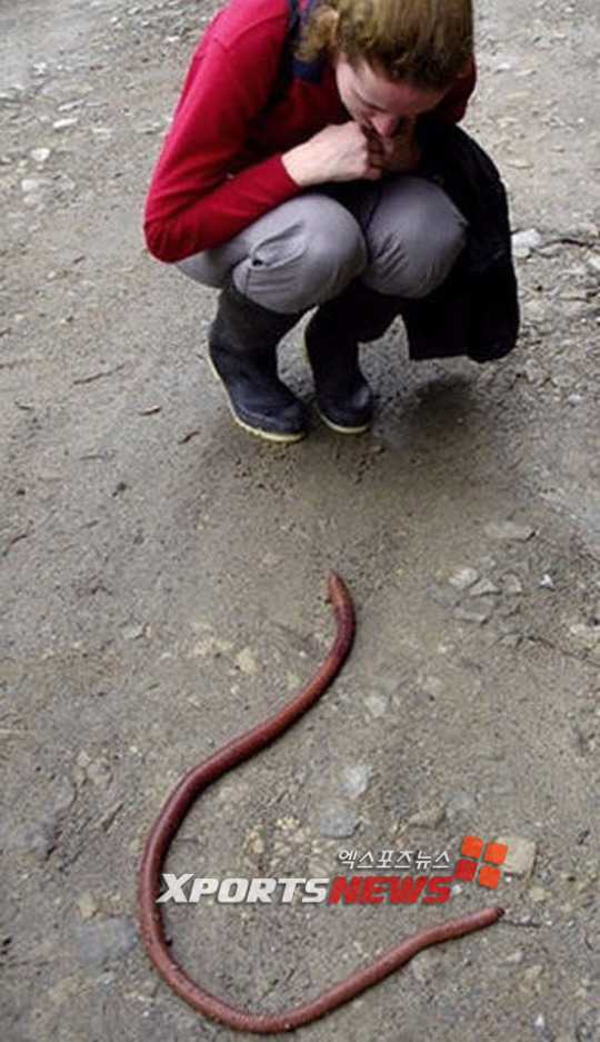giant earthworm.jpg 공룡급(?) 거대 지렁이